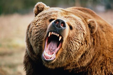 Angry Bear Betway